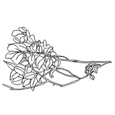 Kimijima Ritsu 君島利律 Designer&Illustrator